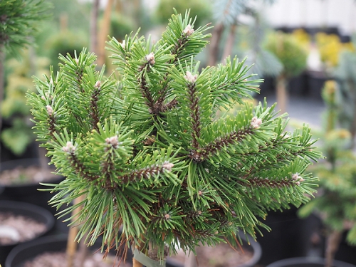 Pinus uncinata 'Compacta'